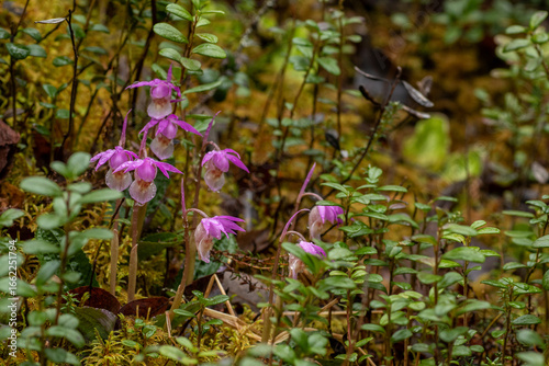 Foto Beautiful wild orchid, calypso orchid, fairy slipper, Calypso bulbosa blooming i