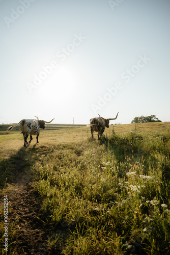 Texas longhorn cattle grazing in a Kansas pasture at sunset, showcasing their iconic wide horns and rustic beauty in a natural farm setting.