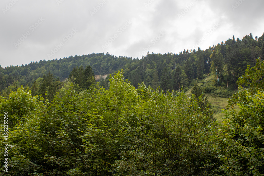 Obraz premium forest in the mountains