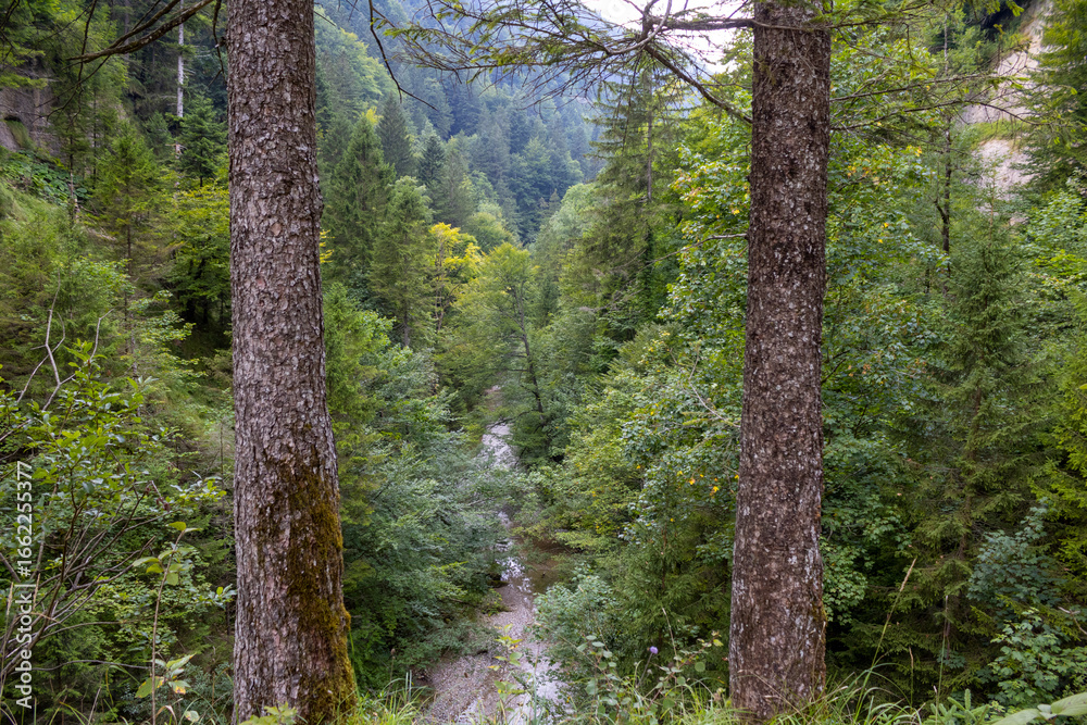 Fototapeta premium Two trees and the riverbed below