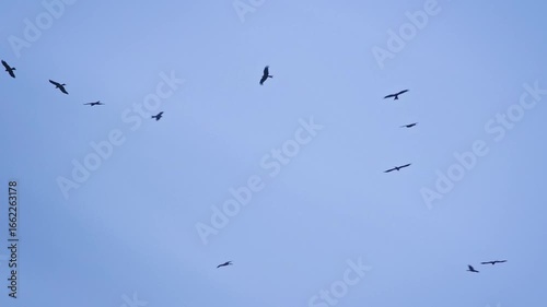 Flying Black kite Milvus migrans medium-sized bird of prey in Accipitridae, opportunistic hunters and scavengers, widely distributed through Eurasia and Australasia. Big flock flying on the blue sky