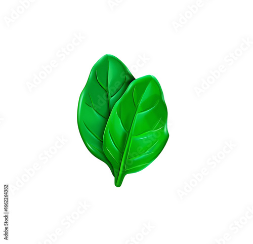 Fresh Green Basil Leaves Aromatic Herb for Culinary Use and Natural Flavor