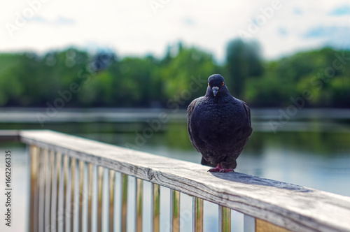 Dark Gray Pigeon With Iridescent Feathers Perched On Wooden Railing Against Blurred Background Of Water And Green Trees In Soft Daylight.