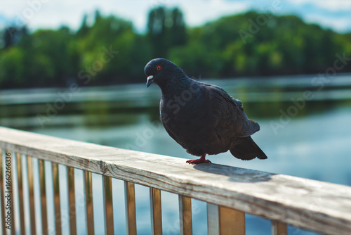 Dark Gray Pigeon Standing On One Leg On Wooden Railing With Blurred Lake And Green Trees In Soft Daylight.