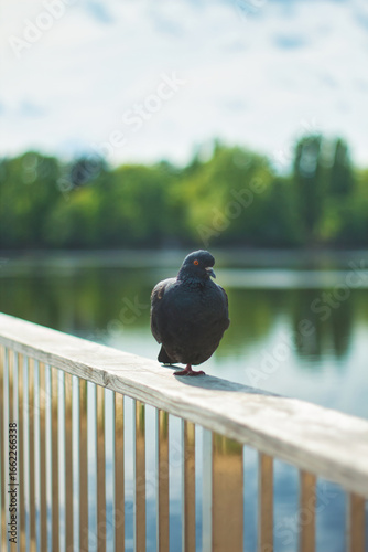 Dark Pigeon Standing On One Leg On Wooden Railing With Blurred Water And Green Trees In Background, Captured In Soft Natural Daylight.