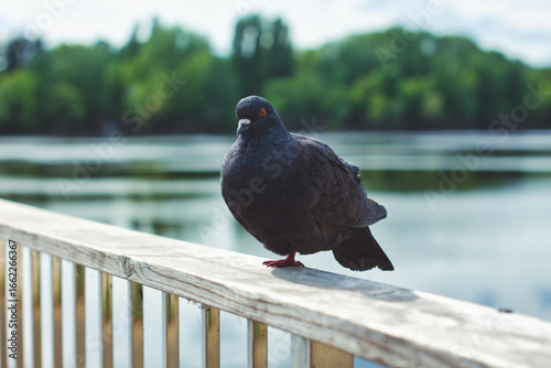 Lone One-Legged Pigeon Perching On Wooden Railing By Lake With Green Trees At Daytime