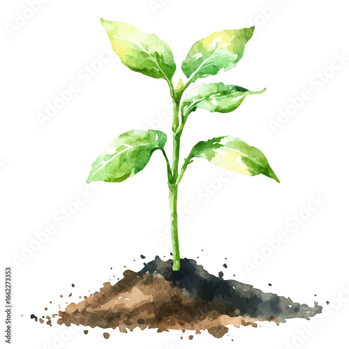 Young Sprouts Fresh Soil, watercolor painting vector, isolated on a white background.