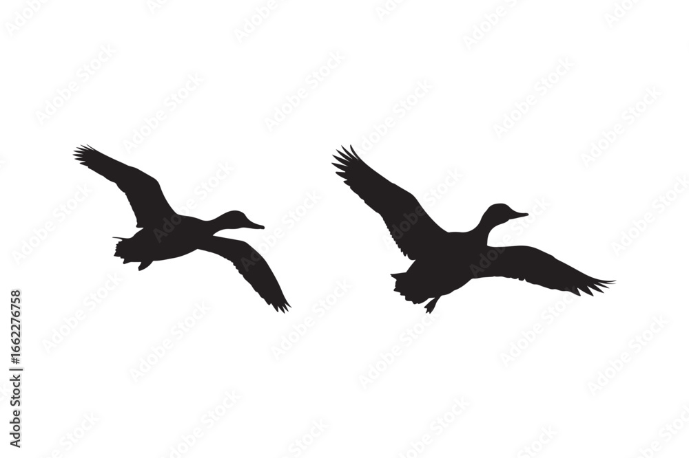 Obraz premium Two canada geese flying in silhouette majestic wings spread against white sky