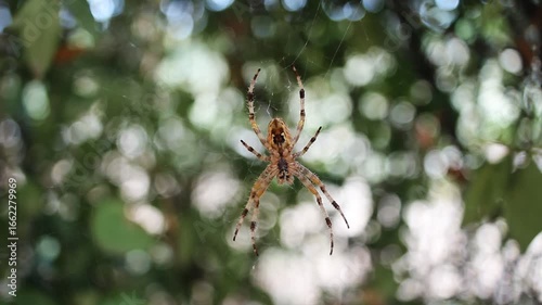 Large spider waits for prey in its web on a bokeh background, shot with vintage Carl Zeiss Flektogon MC 20mm F2.8. Spooky, perfect for nature, macro, wildlife, and horror projects.