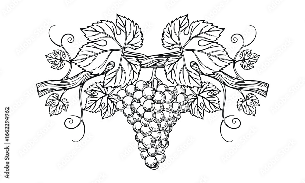 Fototapeta premium Illustration of a grape cluster with leaves and vines