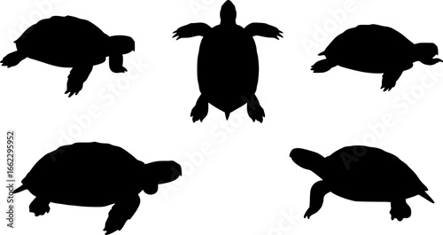 turtle top view silhouette on white background vector
