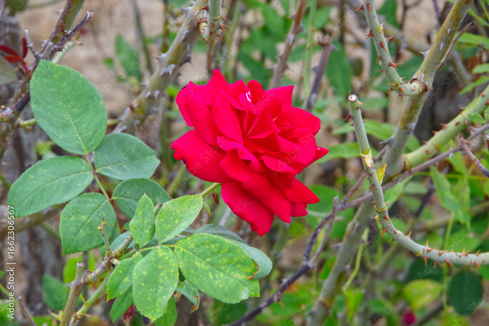 Obraz premium Close-up of a red bush rose blossom
