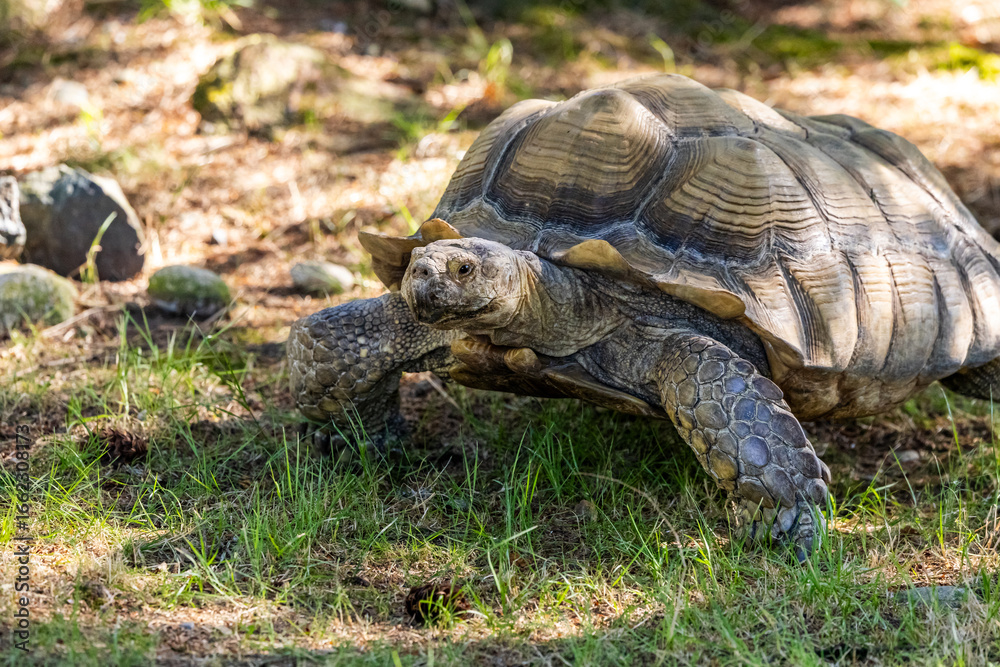 Large Tortoise Grazing in a Sunny Forest Clearing Amid Nature Large Tortoise Grazing in a Sunny Forest Clearing Amid Nature