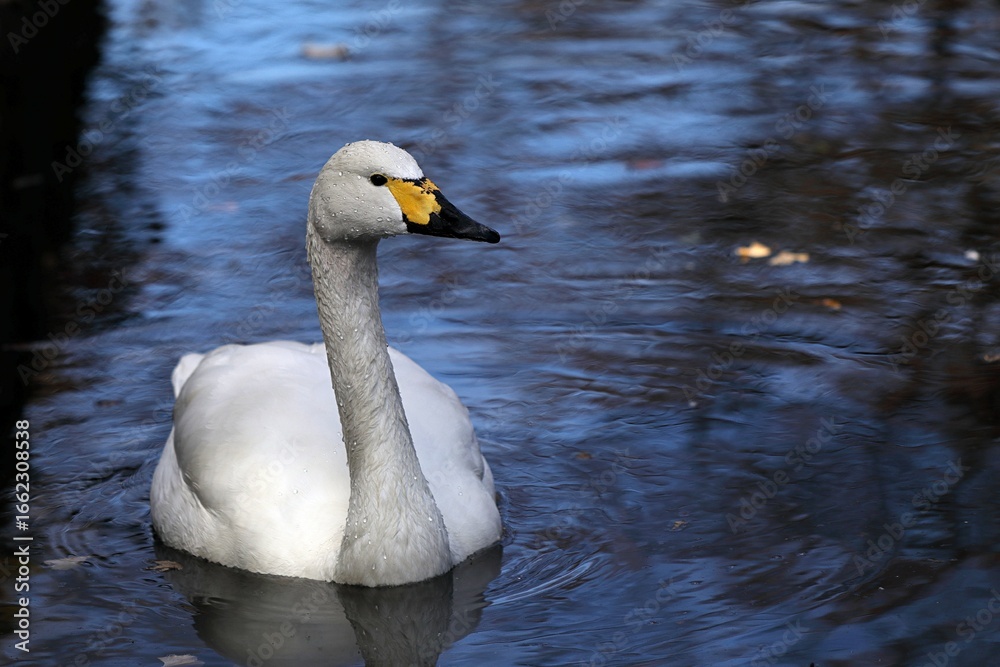 Obraz premium 水浴びを終えて泳ぐハクチョウ