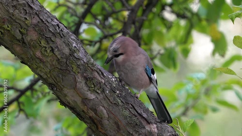 Eurasian Jay eats food on tree (Garrulus glandarius) - (4K)