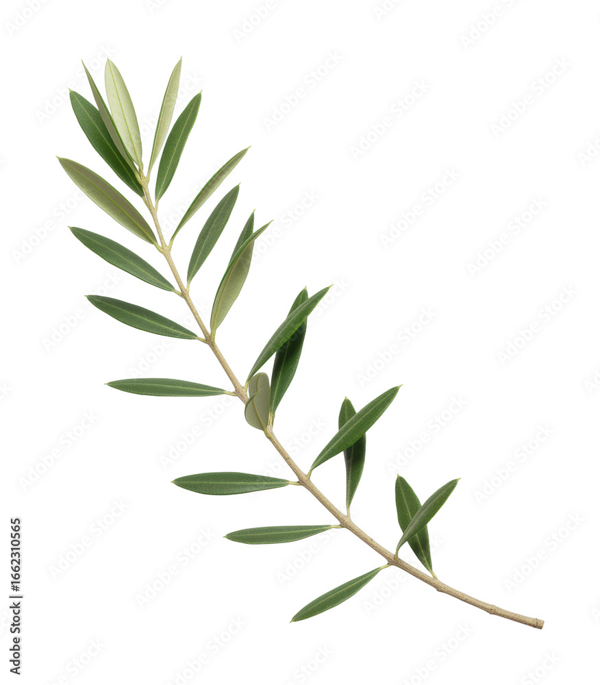 Fototapeta premium Nurturing nature olive leaf botanical study indoor studio serene composition. Cut out PNG