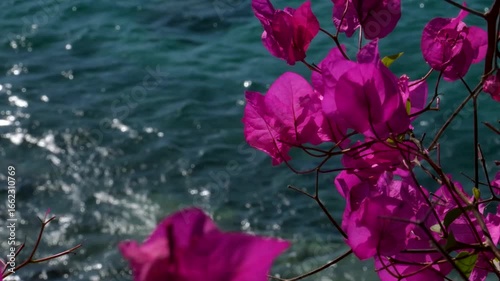 Close up of pink flowers with green leaves on sunny day, slow motion. Nature, weather, growth and tranquillity. High quality 4k footage