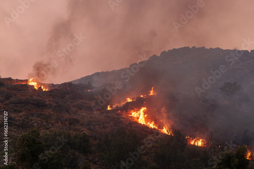 Photos Forest Engulfed in Flames and Smoke During Nighttime Wildfire