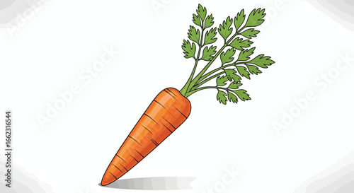 Fresh Carrot Illustration, Healthy Food Concept, Organic Vegetables, Artistic Drawing, Simple Background