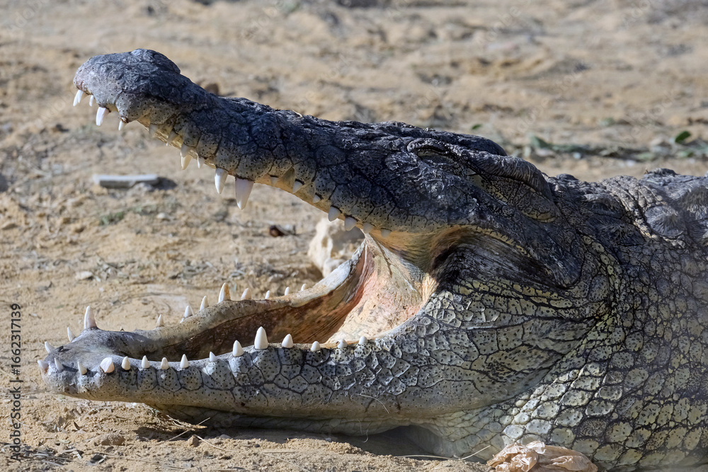 Fototapeta premium Nile crocodile in an enclosure at the zoo (lat. - Crocodylus niloticus)