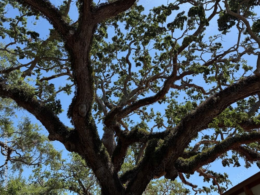 Naklejka premium tree branches against blue sky