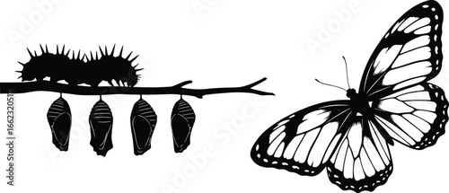 Butterfly life cycle silhouette, caterpillar chrysalis butterfly stages, black vector illustration, metamorphosis biology clipart, nature education icons