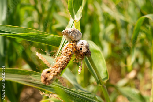 Detailed View of Common Smut on Corn Ear