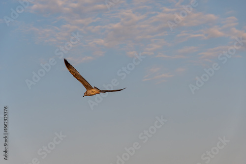 Seagull flying in blue sky with clouds and large negative space