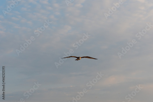 Seagull flying front view with wings spread against cloudy sky