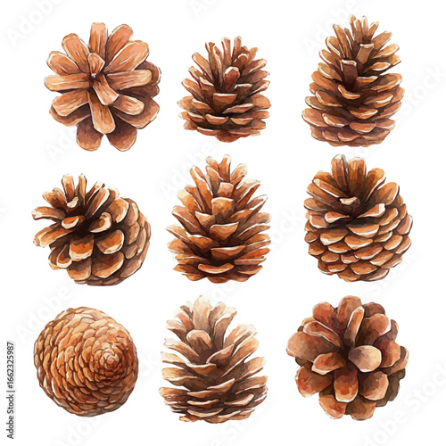 Pinecones, watercolor painting vector, isolated on a white background.