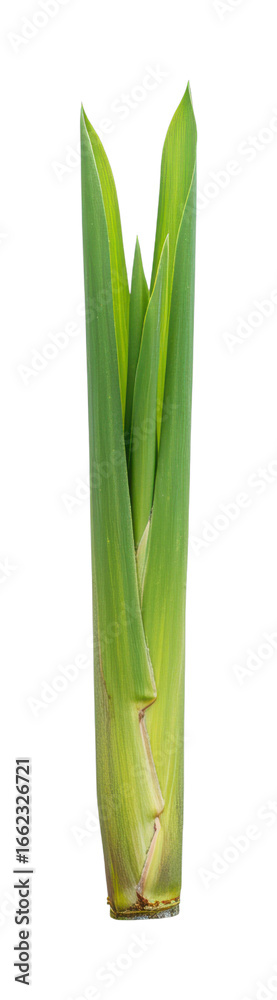 Fototapeta premium Harvesting fresh leeks culinary delight farmer's market food outdoor seasonal ingredients. Cut out PNG