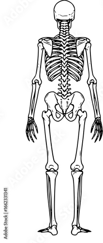 vector of a human skeleton silhouette

