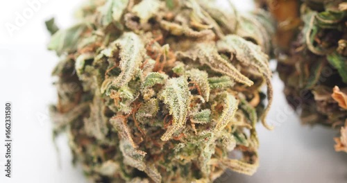 cannabis dry bud close up medical marijuana