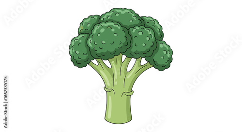 Illustration of a broccoli head with a thick stalk and florets against a white background in cartoon style on transparent background