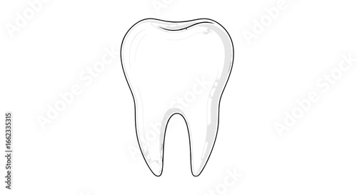 Illustration of a single molar tooth with a visible root structure and a white and gray color scheme on transparent background