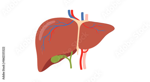 Illustration of a liver with visible blood vessels and gallbladder in a simplified anatomical view style on transparent background