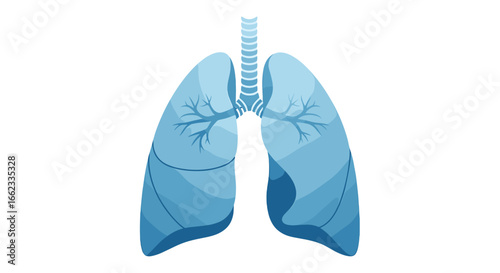 Illustration of human lungs and trachea in blue color with branching structure on a white background on transparent background