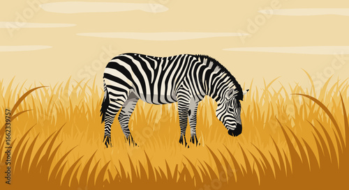 Zebra grazing in golden grasslands wildlife scene vibrant environment serene viewpoint nature concept. Vector illustration