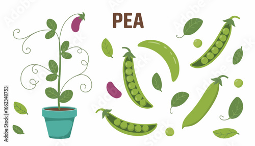 Minimalist flat illustration of pea pods and leaves on a white background