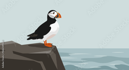 Puffin bird standing on rock by the ocean nature illustration calm environment side view wildlife concept. Vector illustration