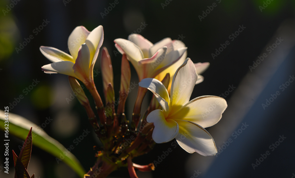 Fototapeta premium White Plumeria Flower Cluster in Cyprus Nature