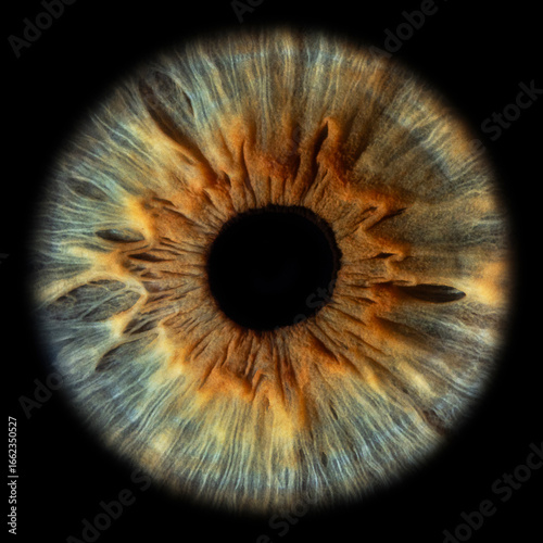 green eye iris