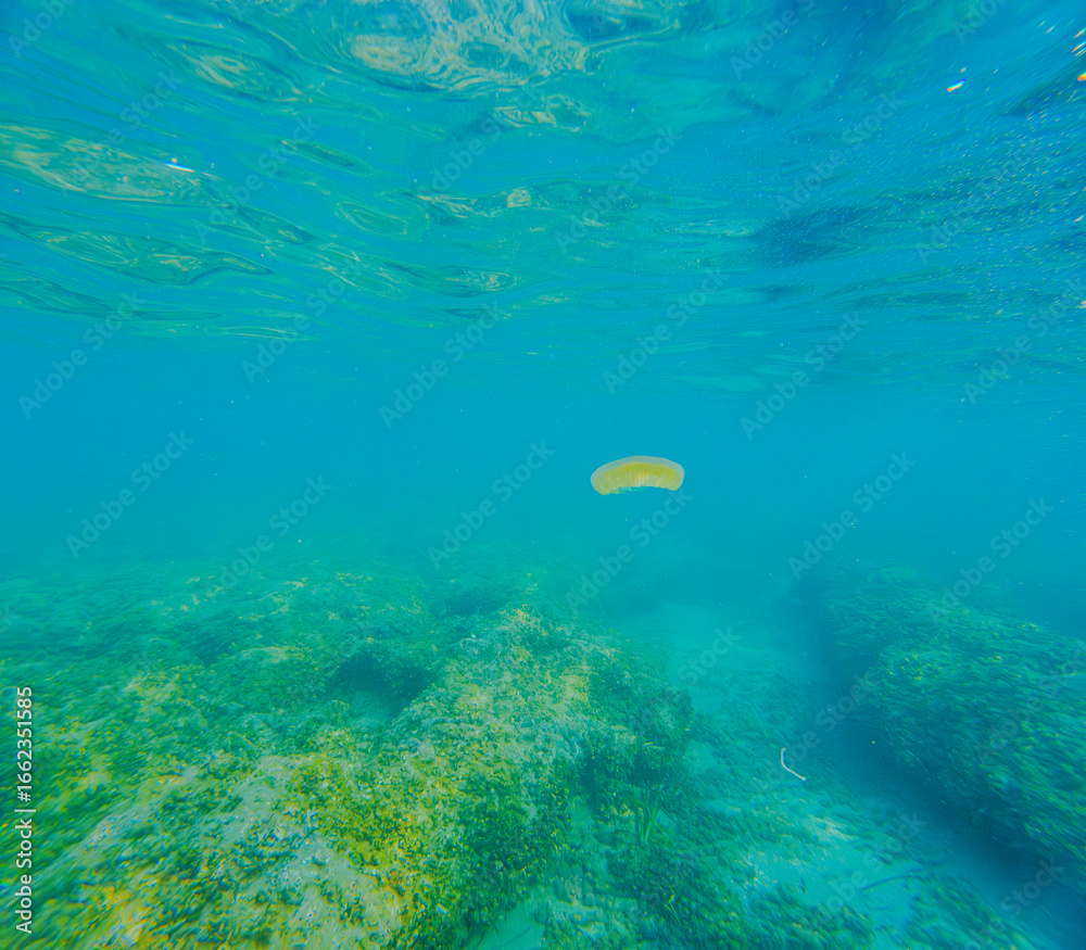 Naklejka premium Medusa de huevo frito en la playa de la renegá