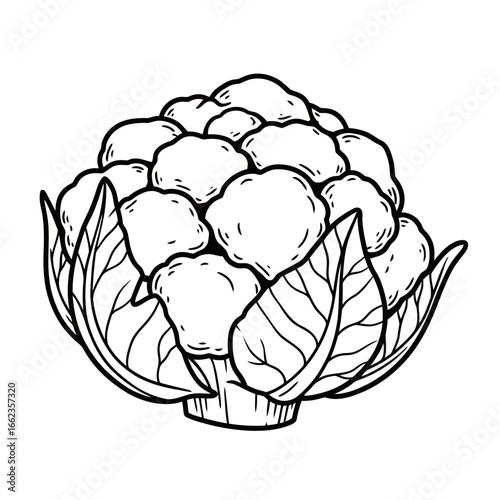 black and white vector cabbage silhouette on a white background