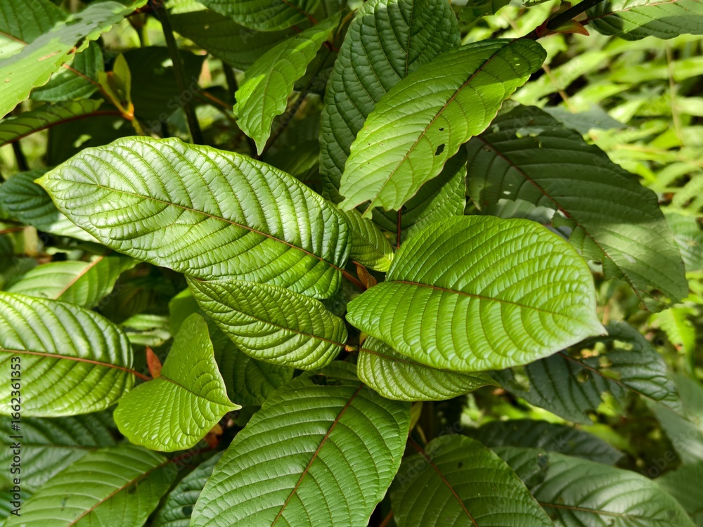 kratom plants in the morning kratom plants in the morning