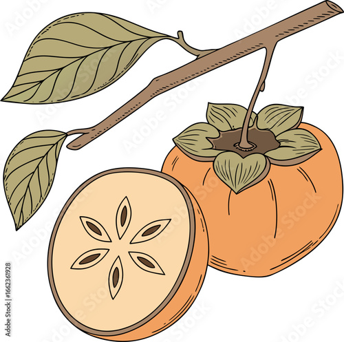 vector illustration of ripe apricots