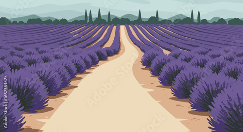 Lavender fields blooming french countryside landscape photography serene environment panoramic view nature's beauty. Vector illustration