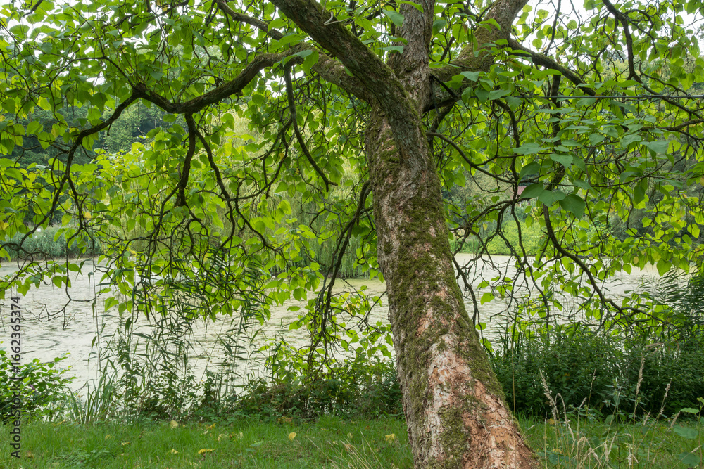 Fototapeta premium Prächtige Trompetenbaum (Catalpa speciosa)