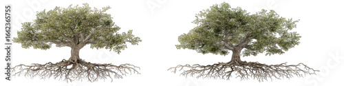Two olive trees with roots