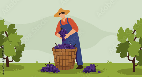 Harvesting grapes in a vineyard farmer collecting grapes agriculture rural landscape close-up nature's bounty. Vector illustration